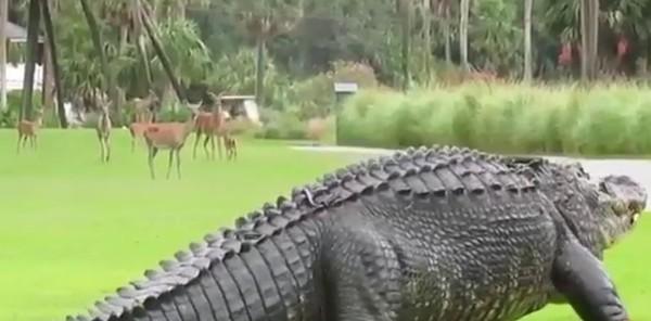美国4米长巨鳄逛街 网友惊呼:这是恐龙吗?