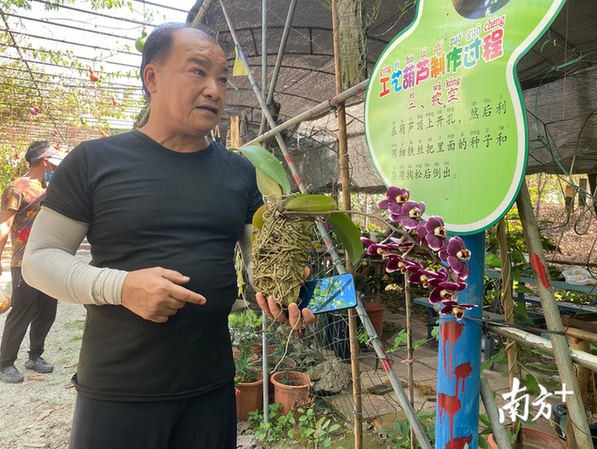 台商李进荣介绍木材种植蝴蝶兰。