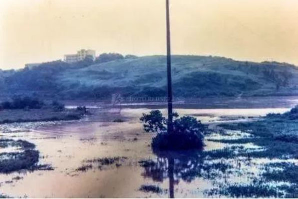 老照片中的圭塘河被乱卸渣土，被废水污染，被乱砍滥伐