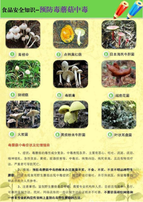 预防野生蘑菇中毒的消费
